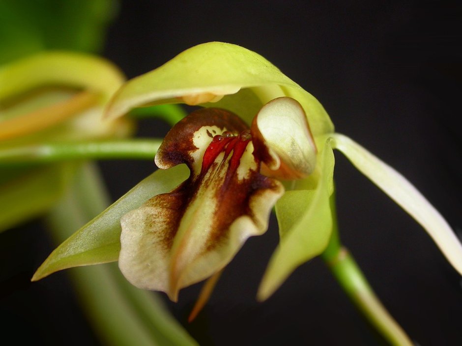 Размножение Орхидея целогина