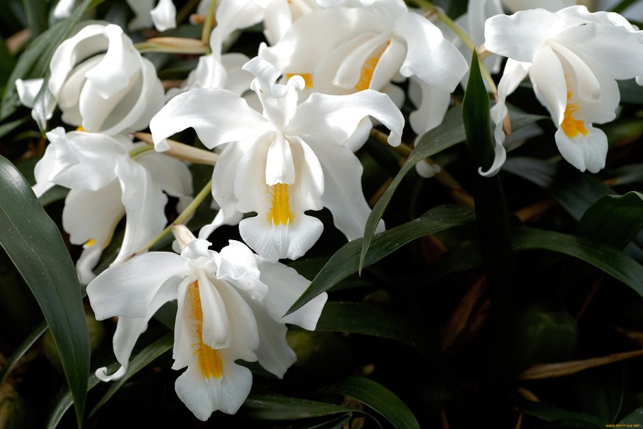 Орхидея кристата целогина