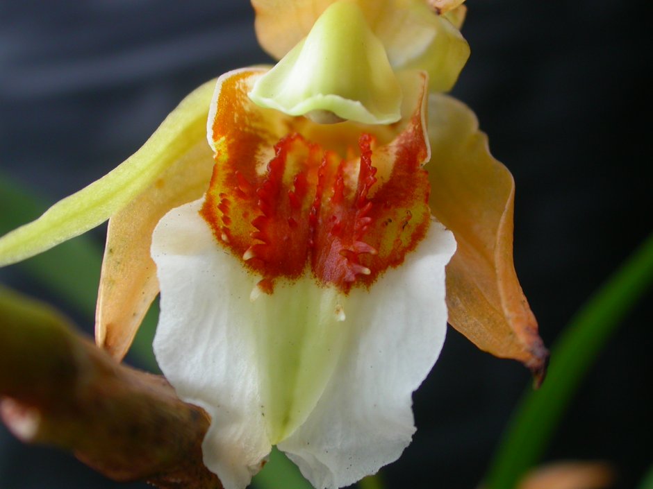 Орхидея целогина интермедиа