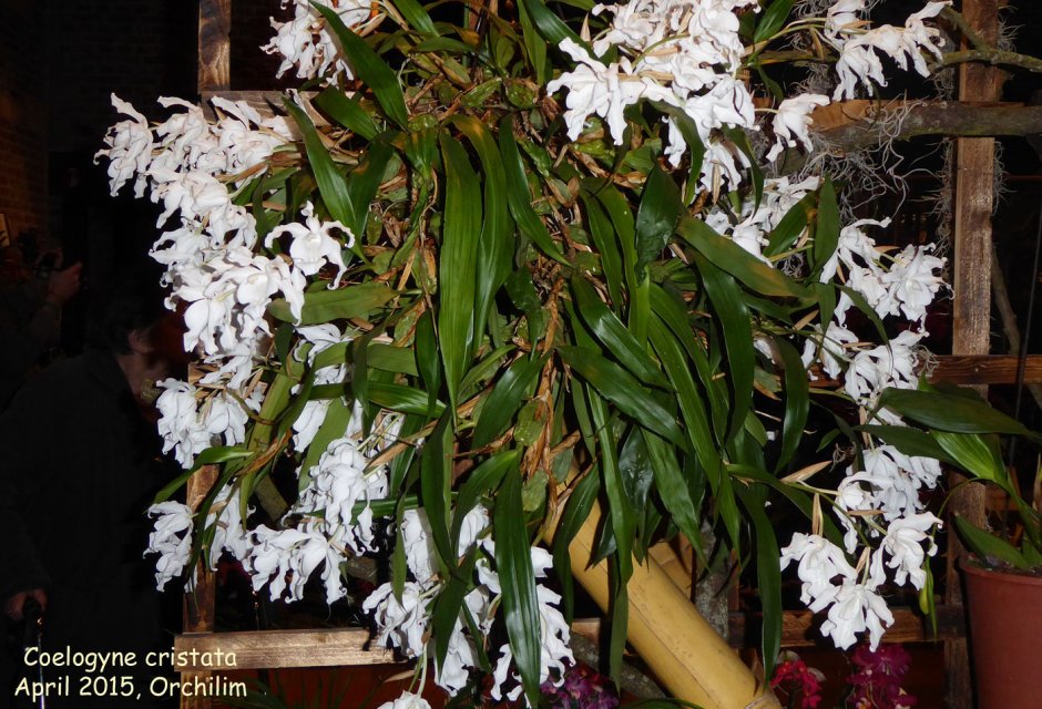 Орхидея целогина виды с фото