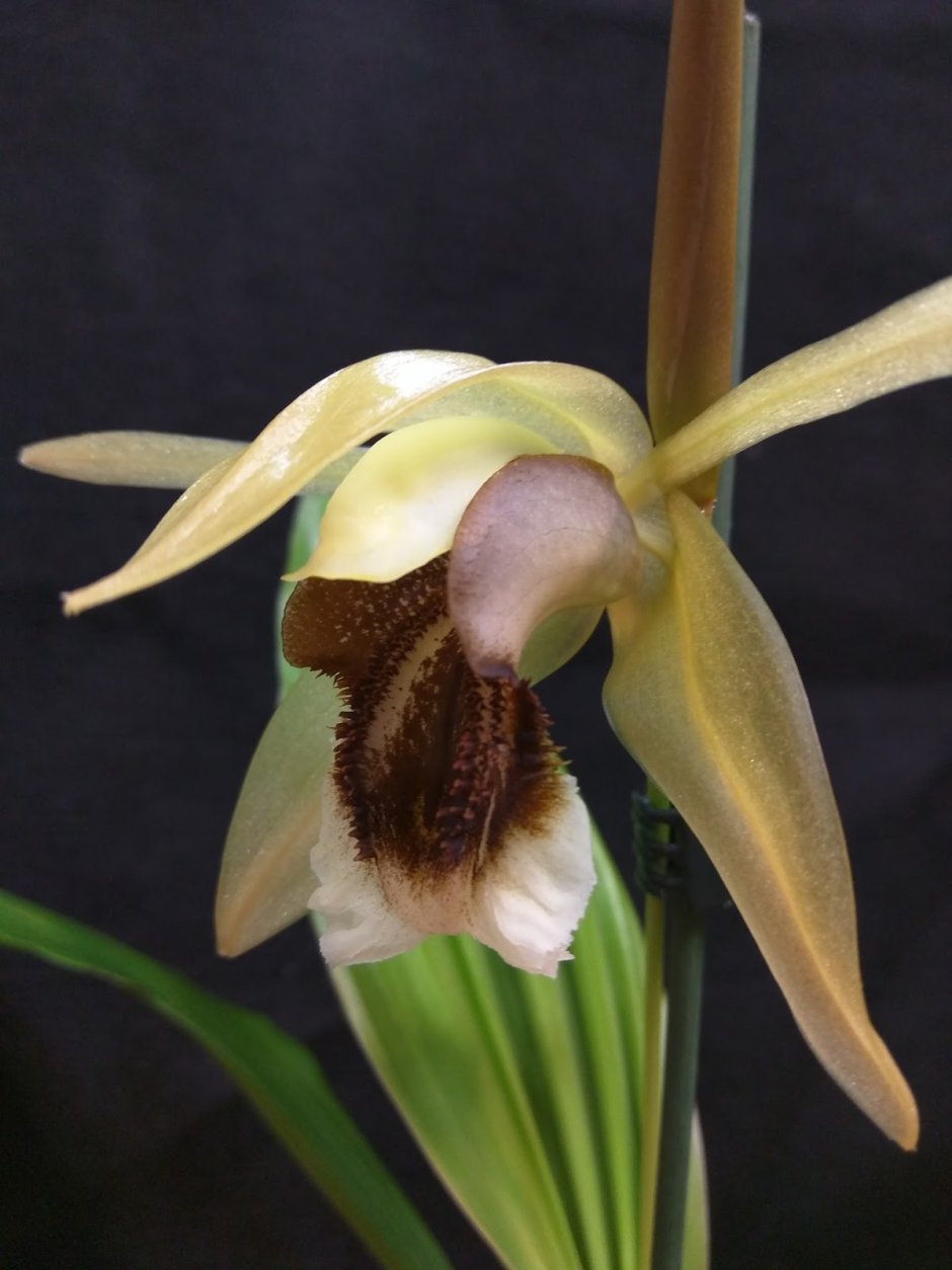 Виды орхидей ПСЕВДОБУЛЬБОЙ желтой расцветки