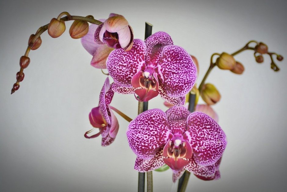 Фаленопсис пятнистая орхидея