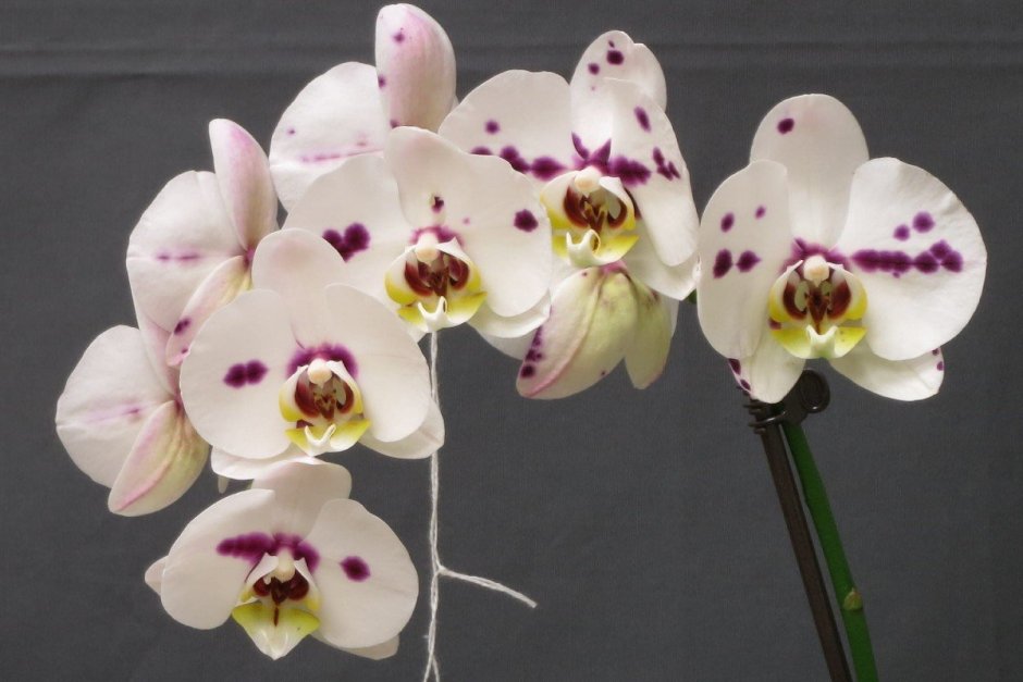 Орхидея Phalaenopsis Potter