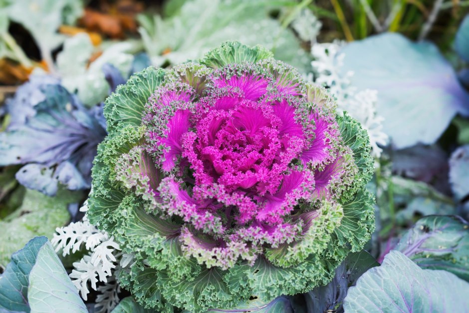 Капуста декоративная Brassica oleracea var acephala