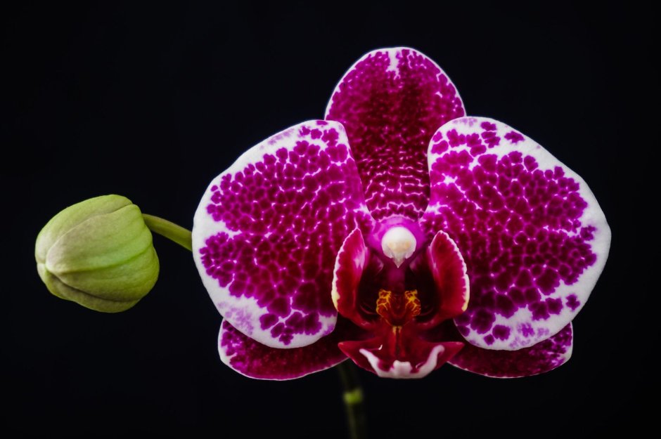 Самоа орхидеи