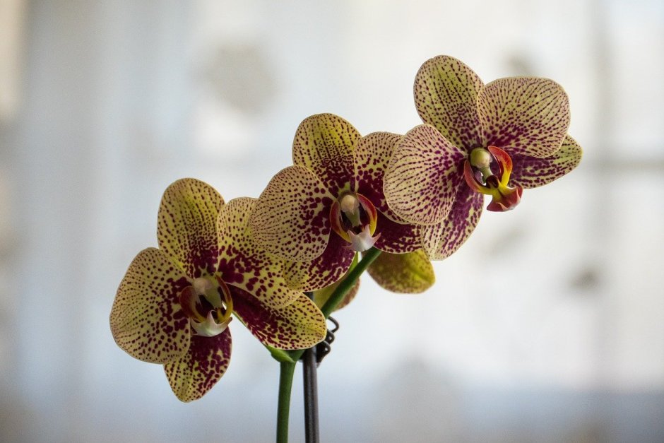 Орхидея Phalaenopsis ever Spring Prince
