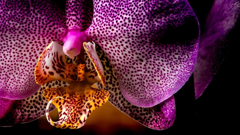 Фаленопсис Leopard Prince