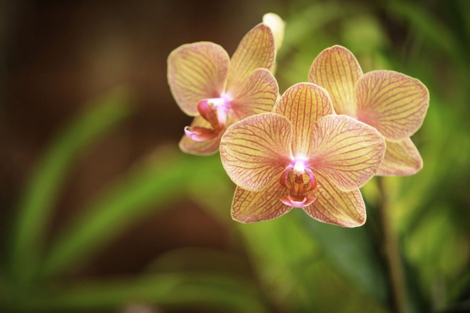 Орхидея фаленопсис Streetwise