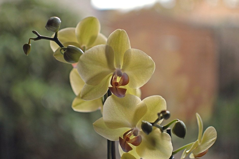 Орхидея фаленопсис Монако