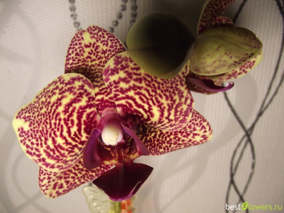Орхидея белая с бордовыми пятнами