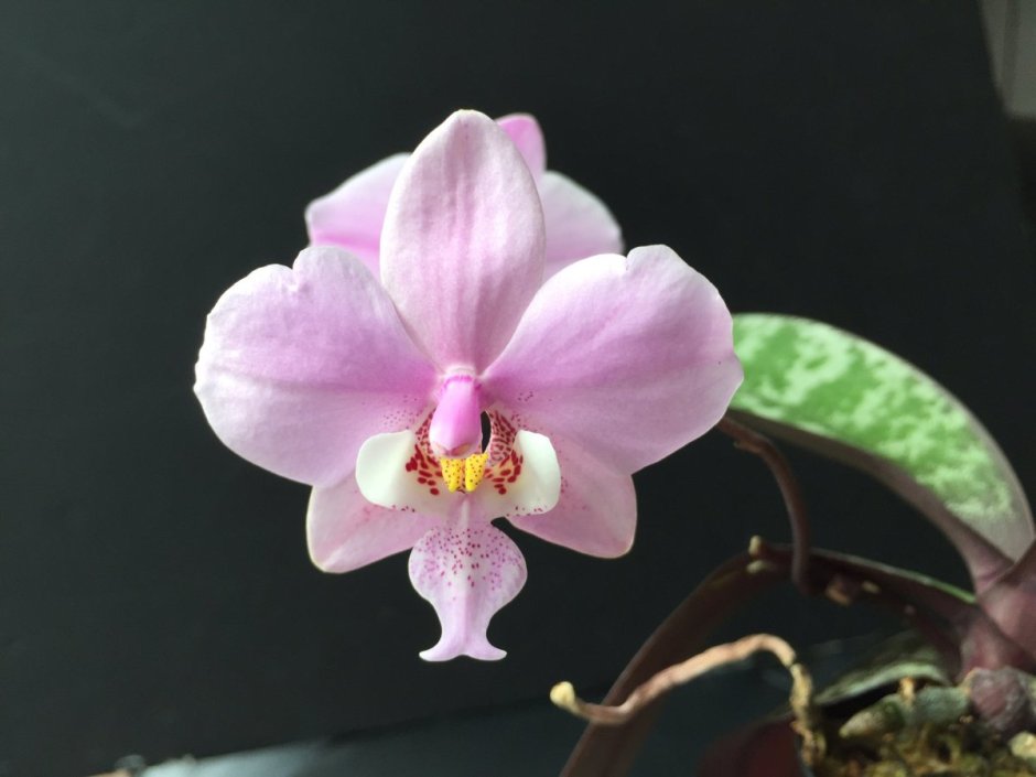 Орхидея фаленопсис Шиллера