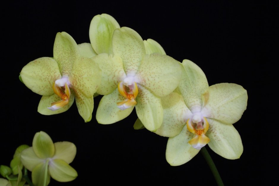 Phal. Friday Princess ‘brother’