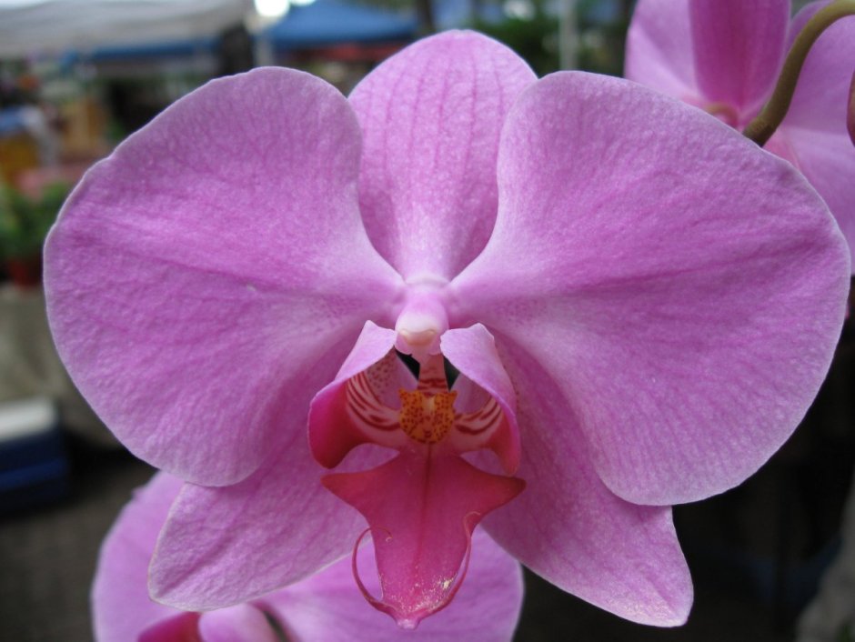 Орхидея фаленопсис Савион