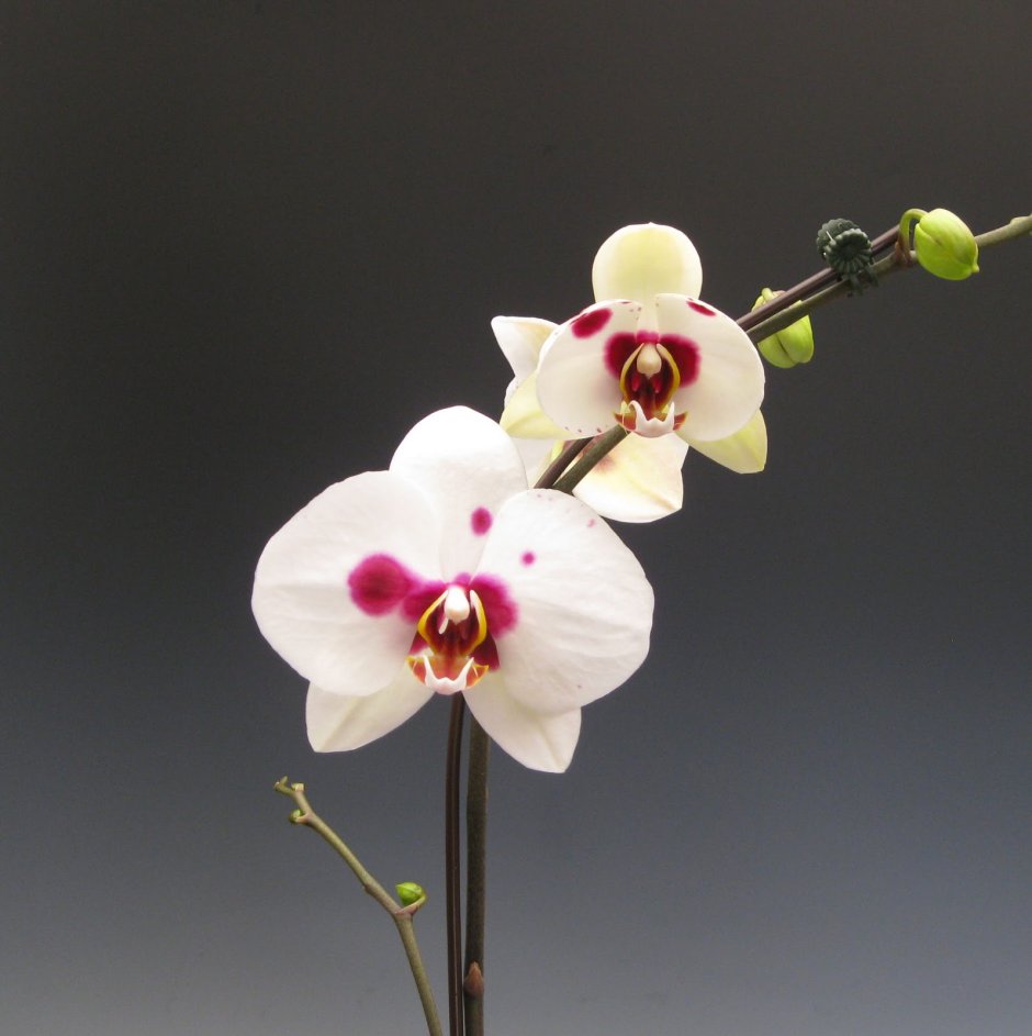 Орхидея Phalaenopsis Kellion