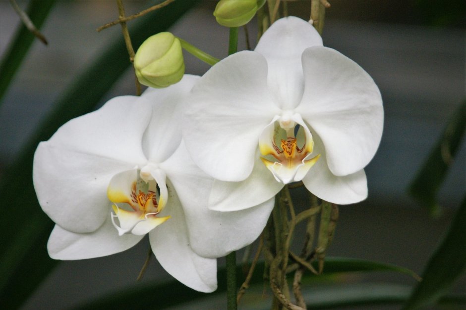 Орхидея Скенза плантс
