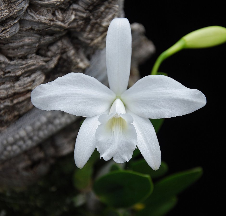 Каттлея Laelia sincorana