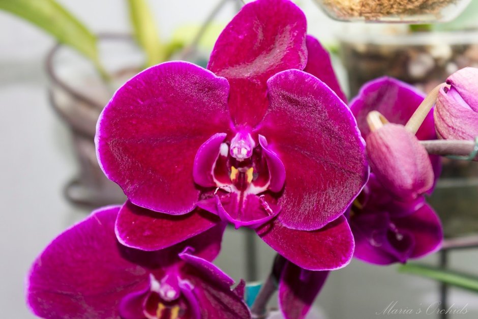 Розовая мультифлора Орхидея
