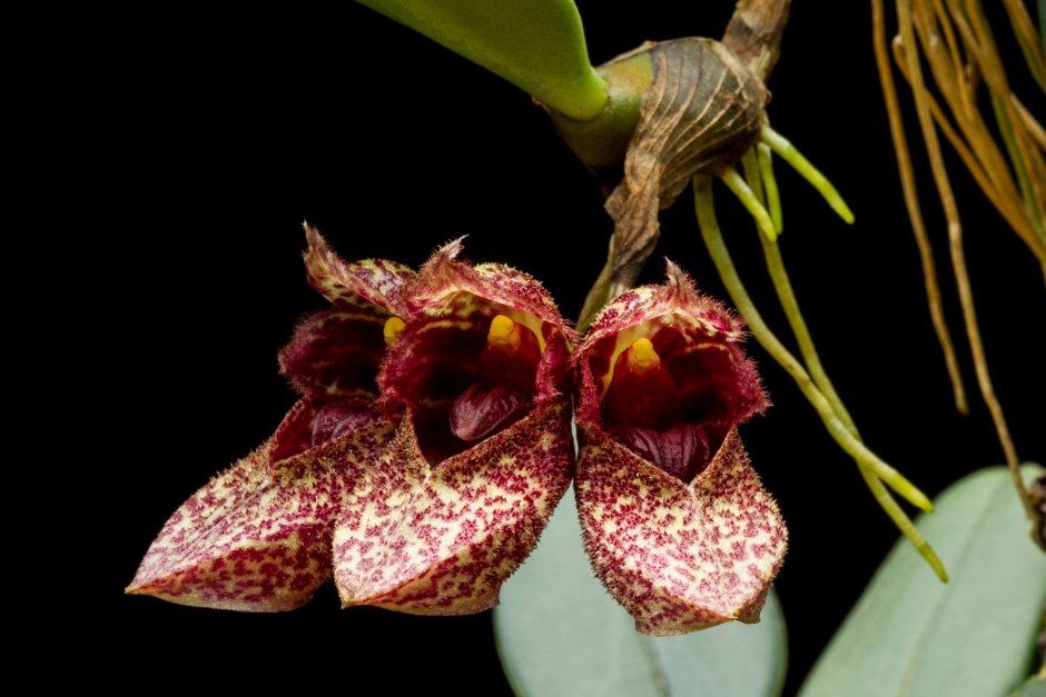 Bulbophyllum binnendijkii