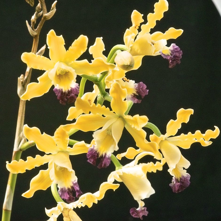 Бульбофиллум Орхидея