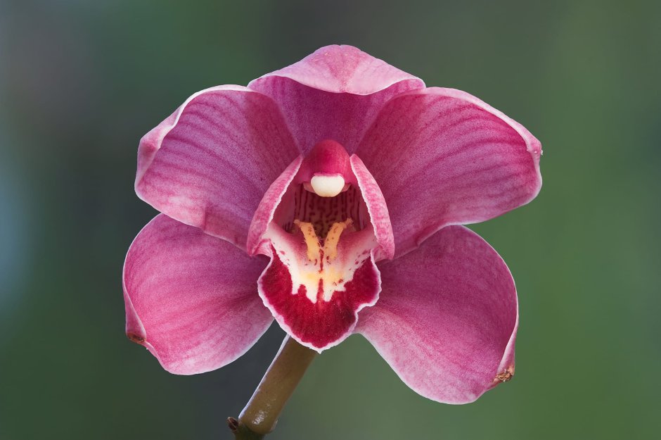 Бульбовые орхидеи