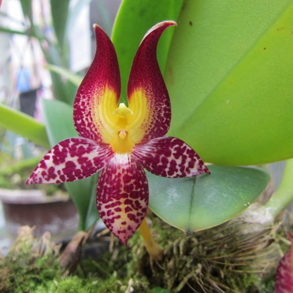 Орхидея Cattleya luminosa
