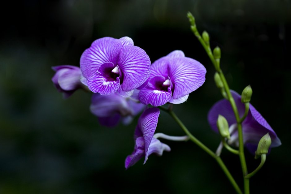 Ятрышник итальянский (Orchis Italica)