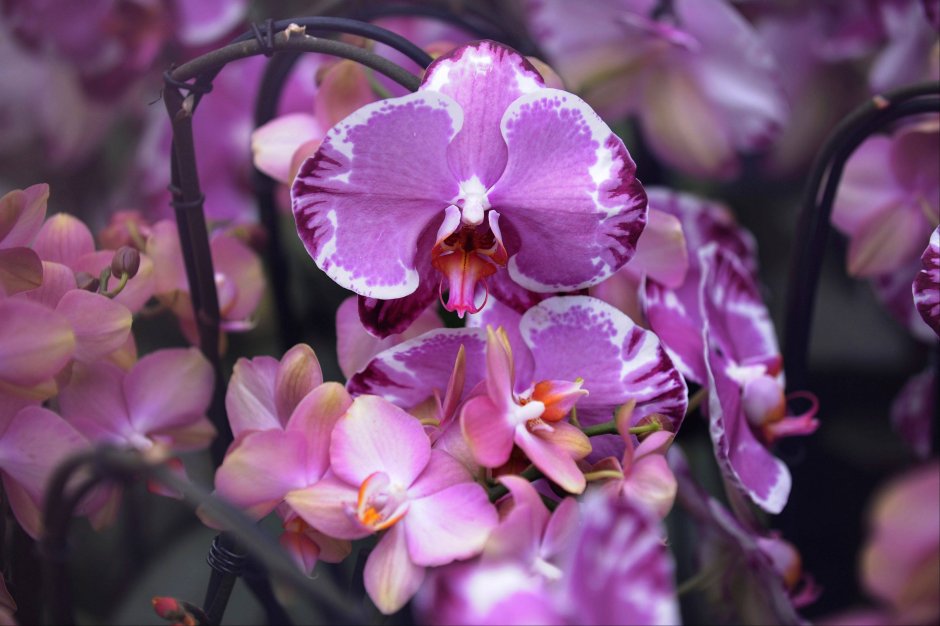 Орхидея Каттлея голубая
