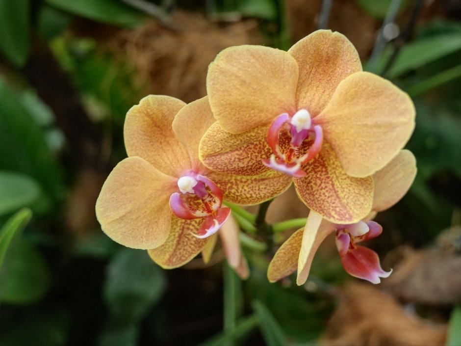 Орхидея похожа на женские