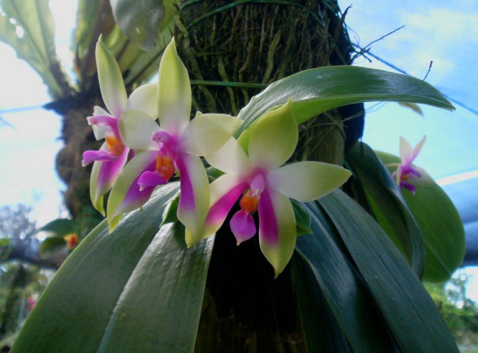 Орхидея фрагмипедиум