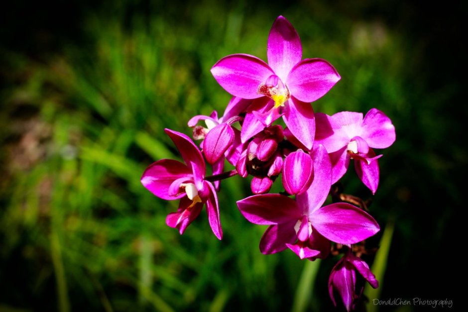 Орхидея фаленопсис Экзотик