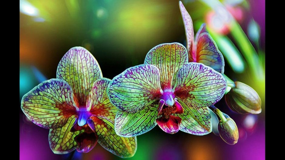 Орхидея фаленопсис Радуга