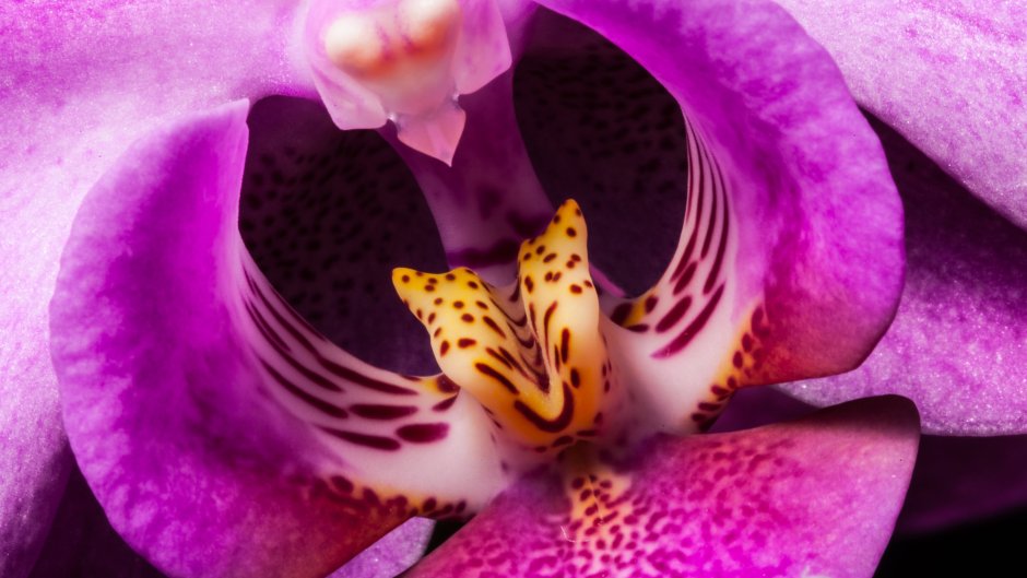 Орхидея HD