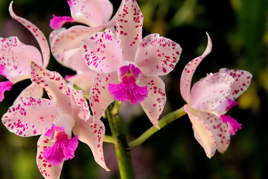 Орхидея в пятнышку