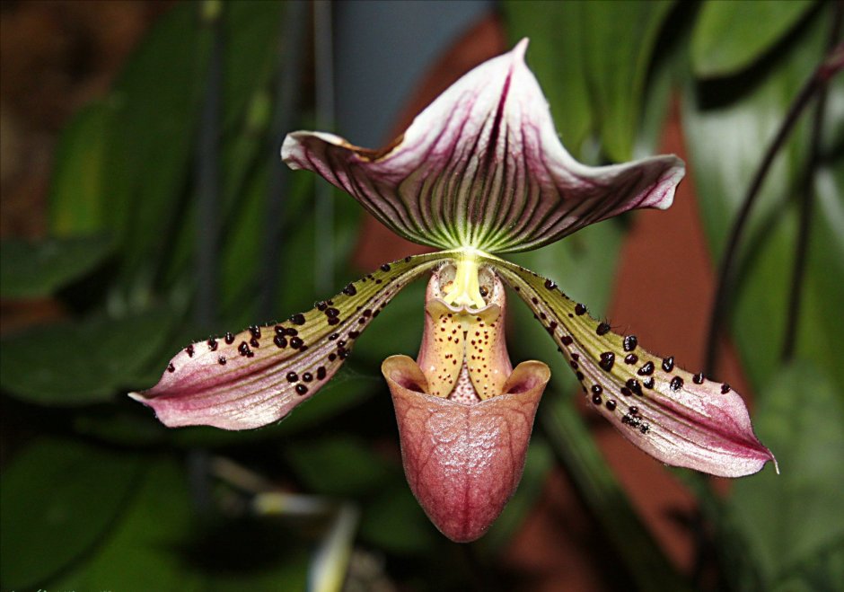 Коллекции экзотических орхидей
