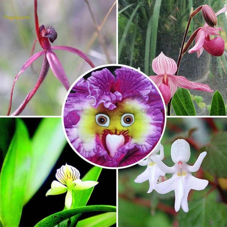 Орхидея бейби фейс
