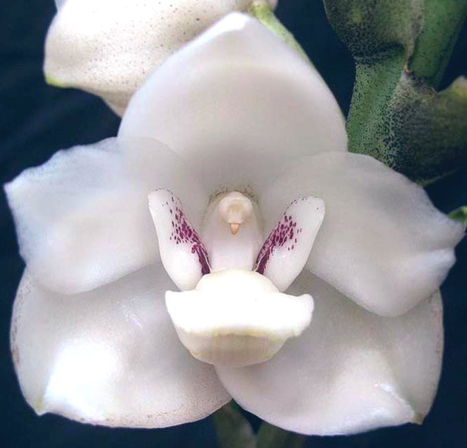 Перистерия Орхидея