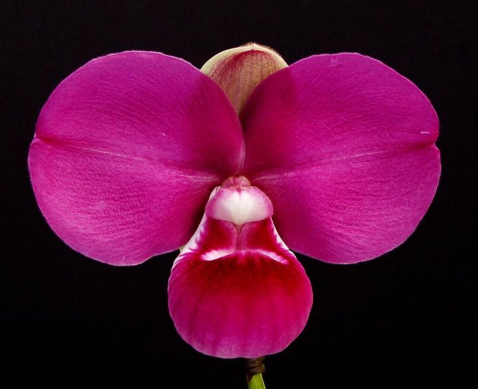 Орхидея Phragmipedium kovachii,