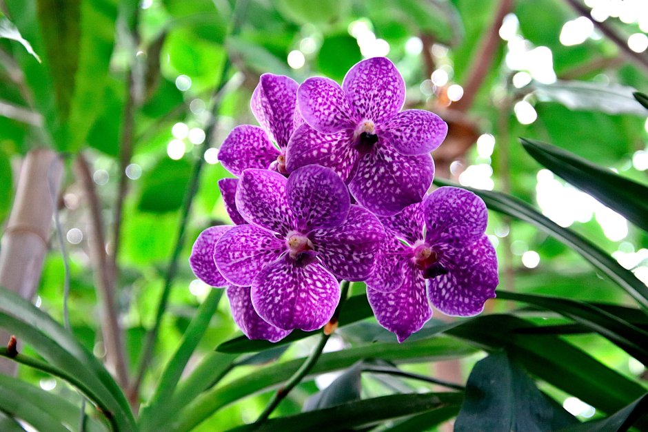 Орхидея фиолетовая в крапинку