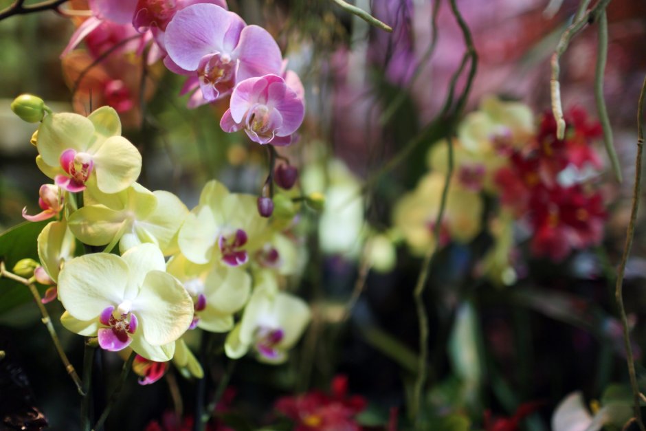 Орхидея павлиний