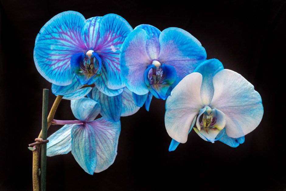 Оптион голубая Орхидея