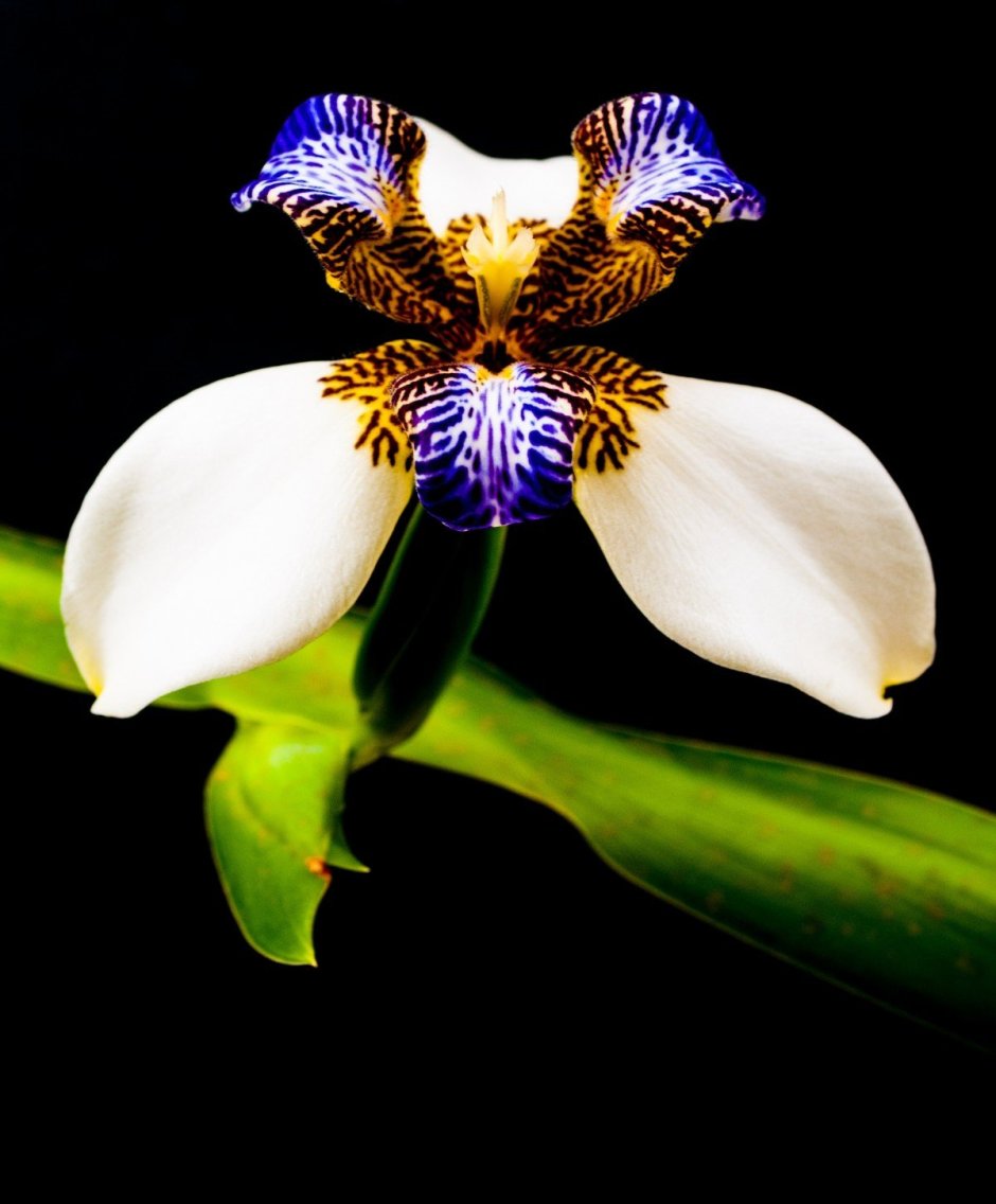 Дикая Орхидея растение