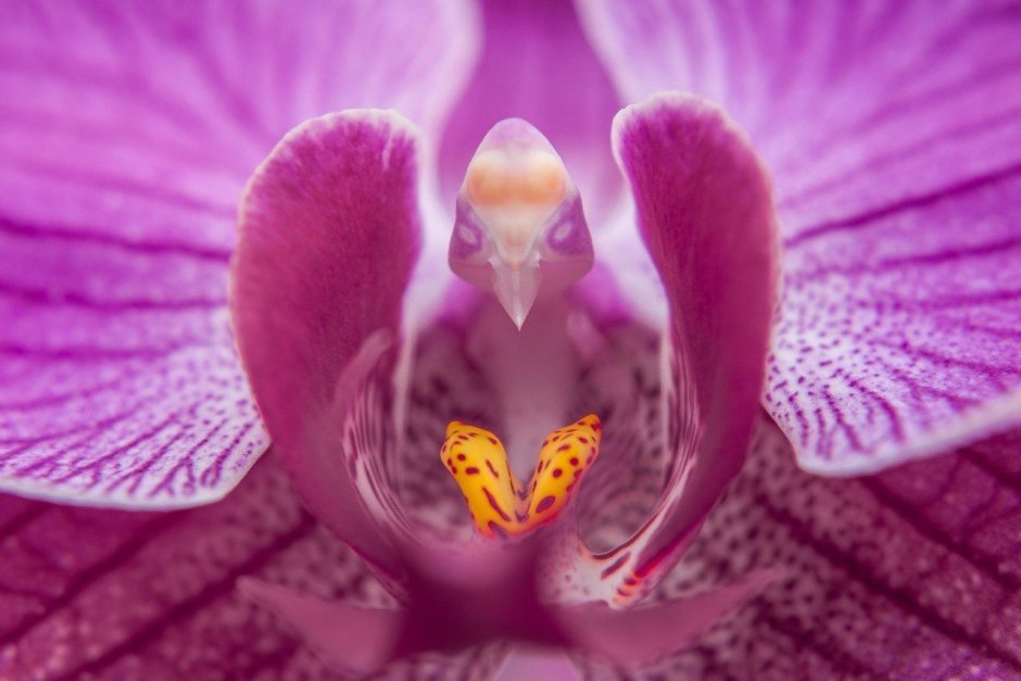 Цветок Орхидея мотылек