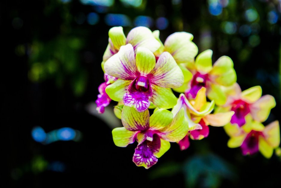 Орхидея самая красивая в мире