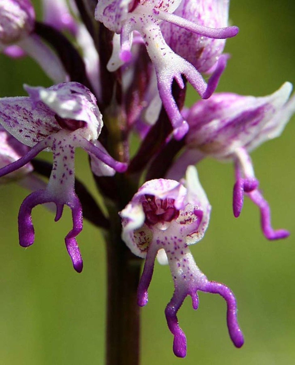 Крымская Орхидея ятрышник
