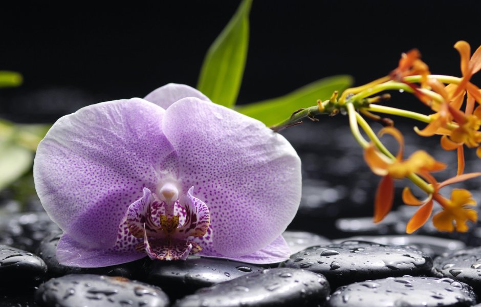 Орхидея каменная Вероника