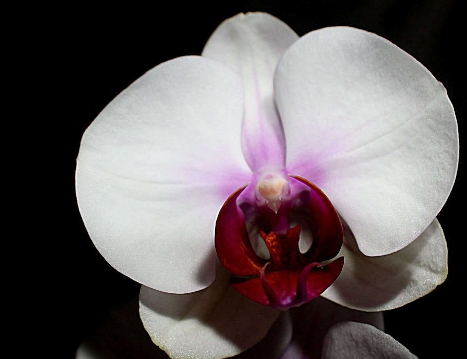 Белая Орхидея с бордовой серединкой