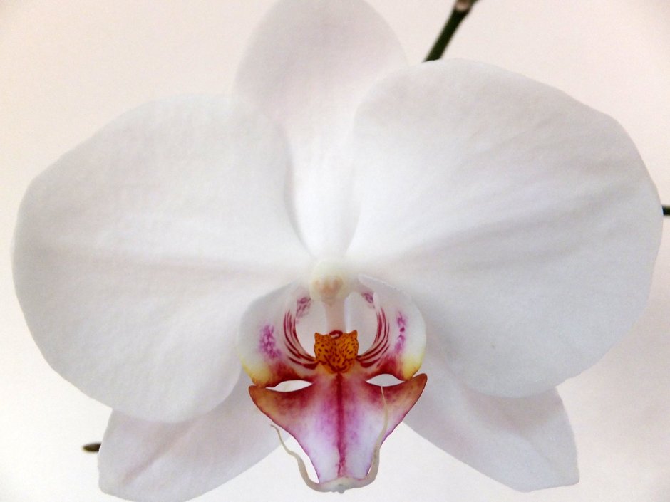 Орхидея Цимбидиум голубая