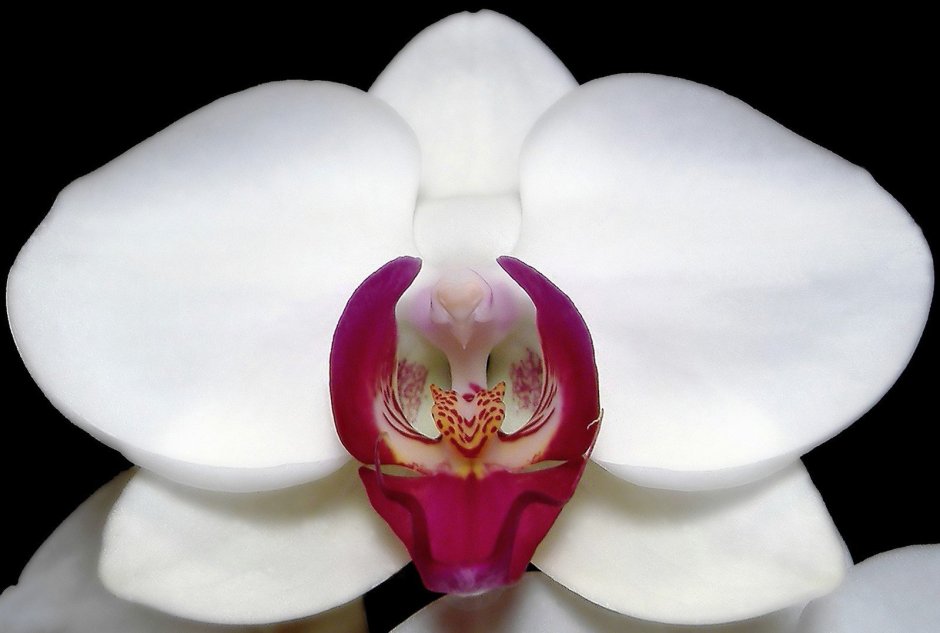 Орхидея белая с розовой серединой