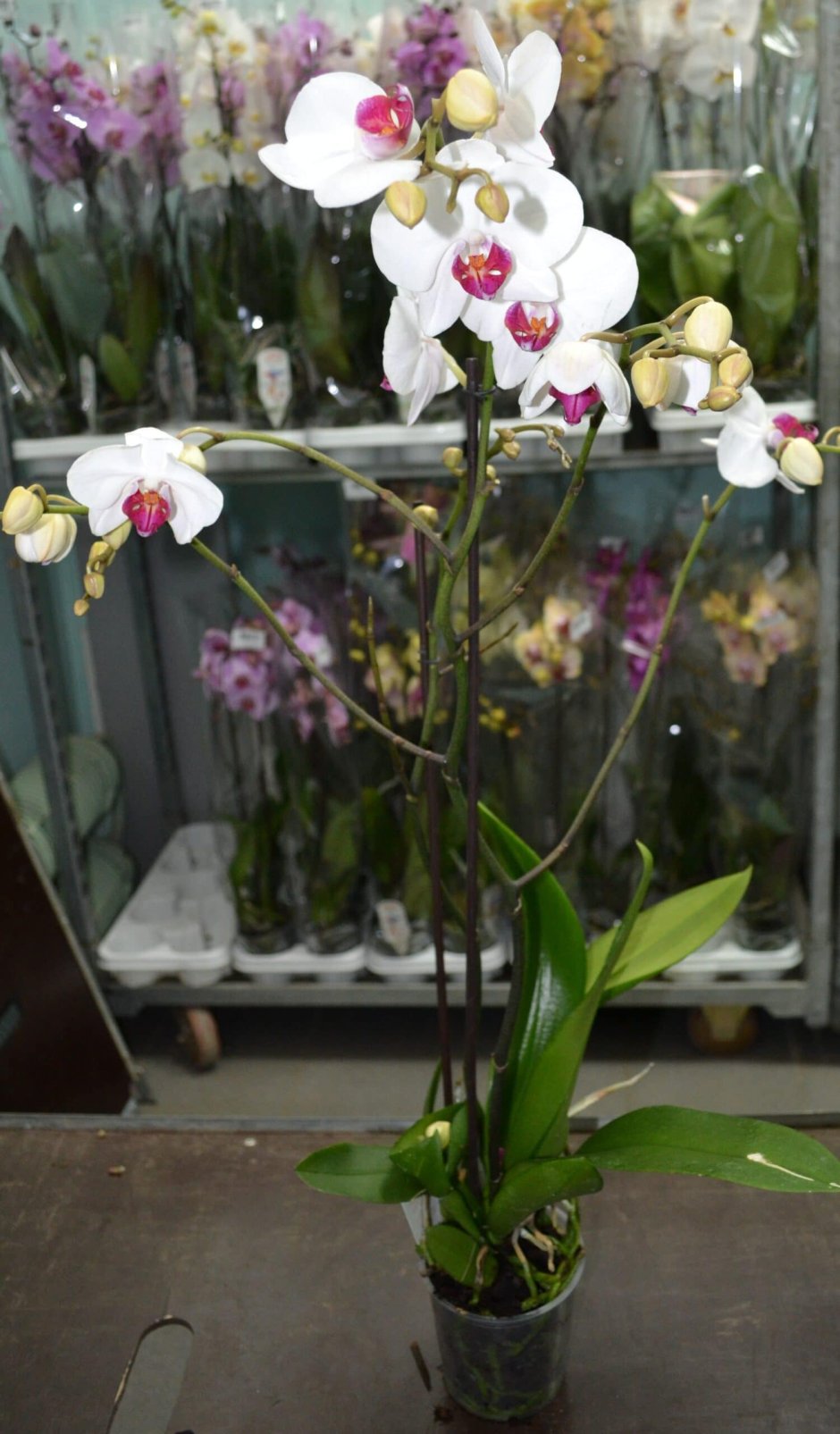 Фаленопсис Phalaenopsis White & Pink