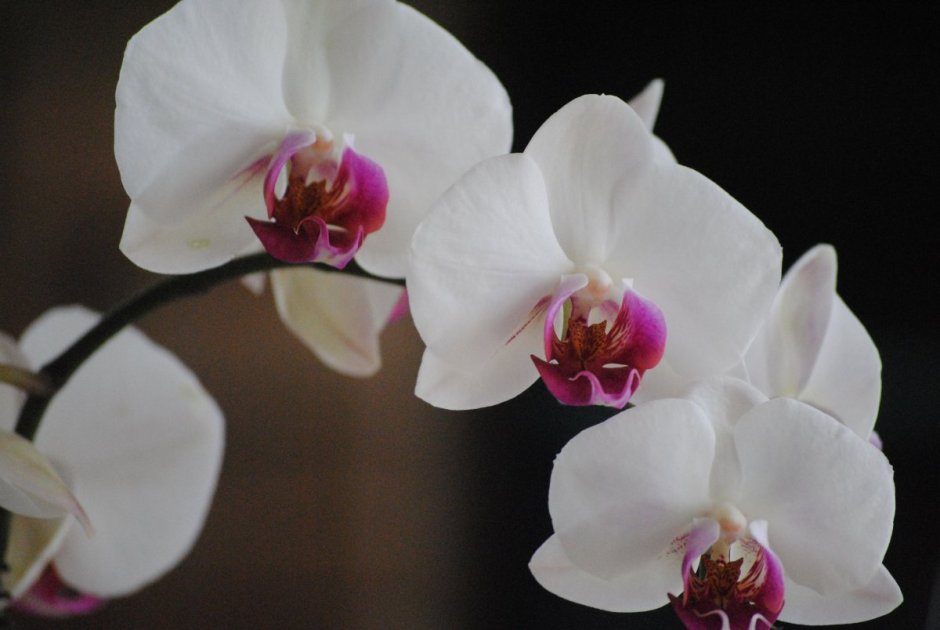 Цвето орхидеи белая с розовыми венами